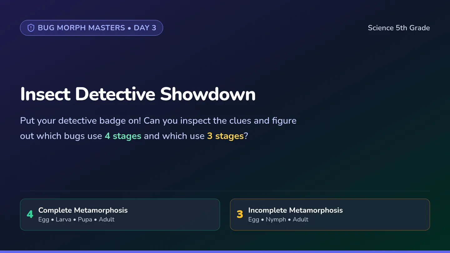 Insect Detective Slides