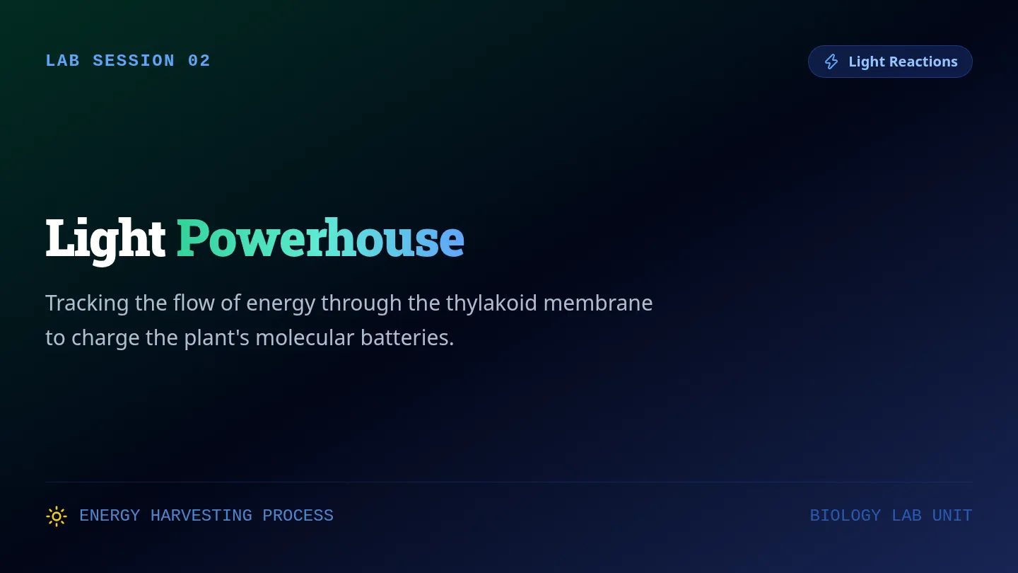 Light Reactions Slides