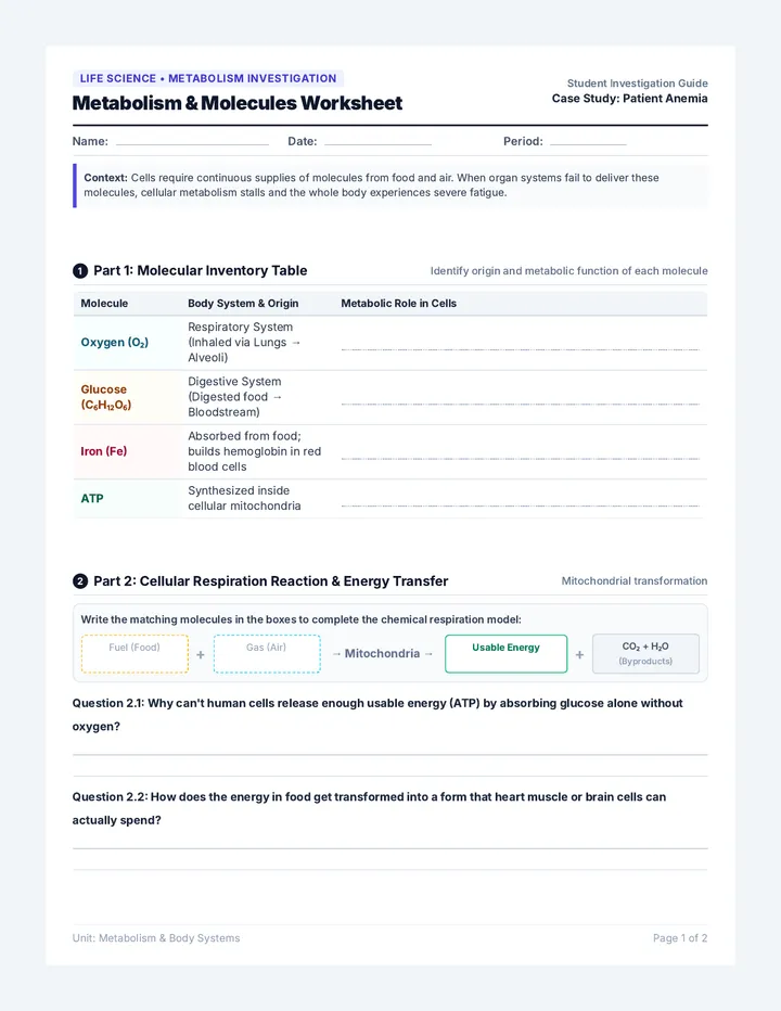 Metabolism Anemia Worksheet
