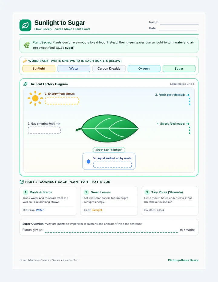 Sunlight Sugar Worksheet