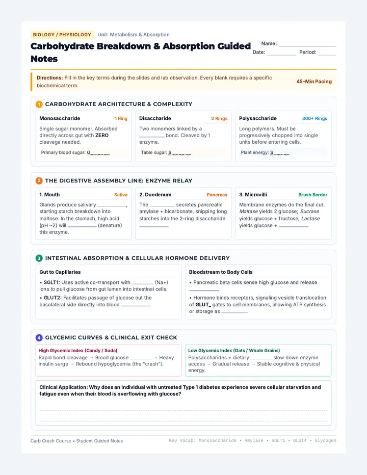 Carb Digestion Guided Notes