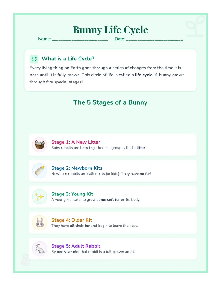 Bunny Life Worksheet Swapped Stages
