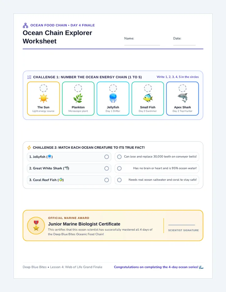 Ocean Chain Explorer Worksheet