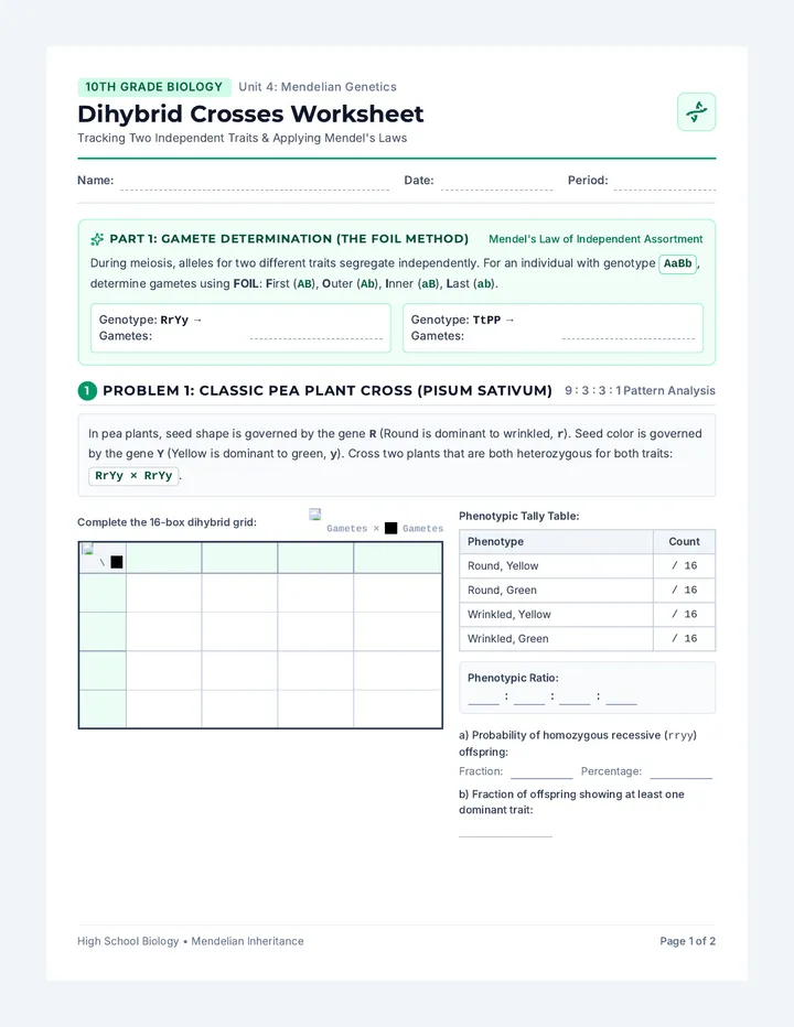 Dihybrid Crosses Worksheet