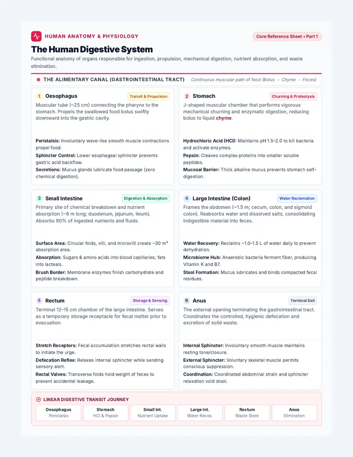 Digestive System Reference Guide
