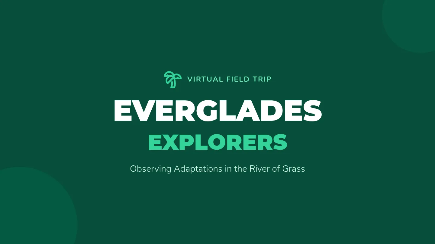 Everglades Explorers Slides
