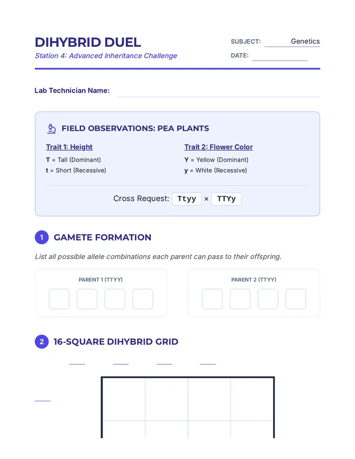Dihybrid Duel Worksheet