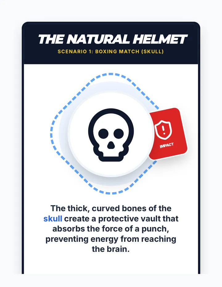 Sports Anatomy Visuals