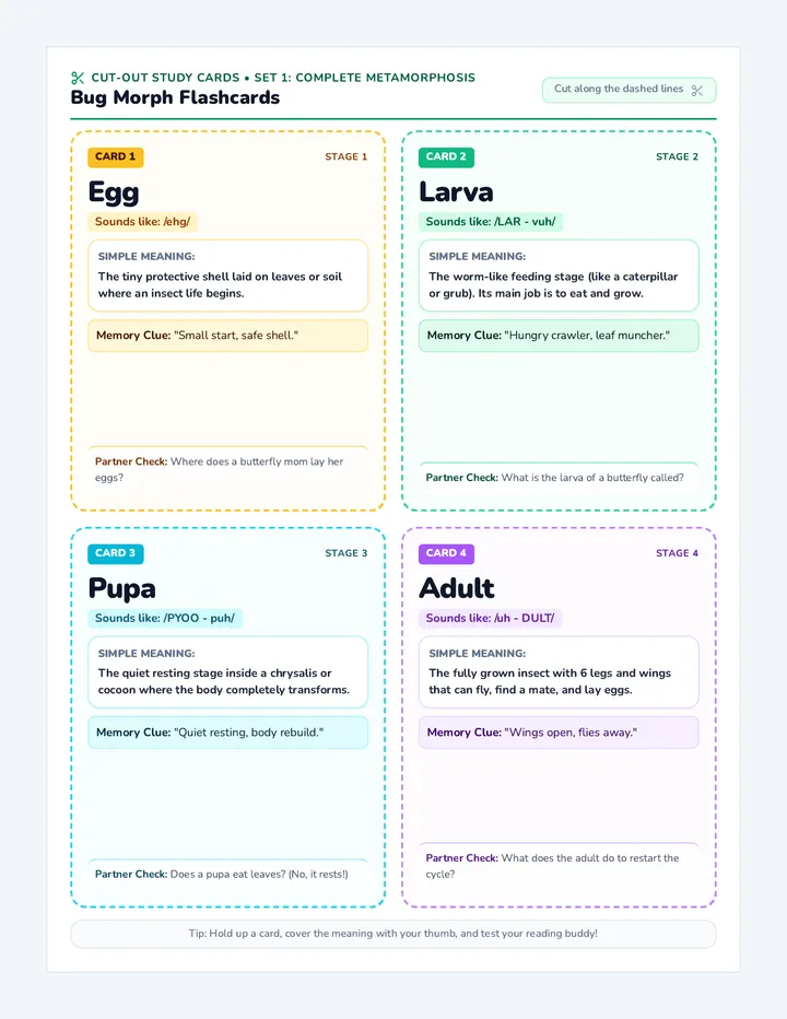 Bug Morph Flashcards