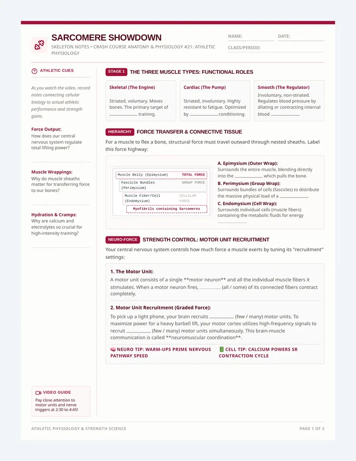 Sarcomere Showdown Skeleton Notes