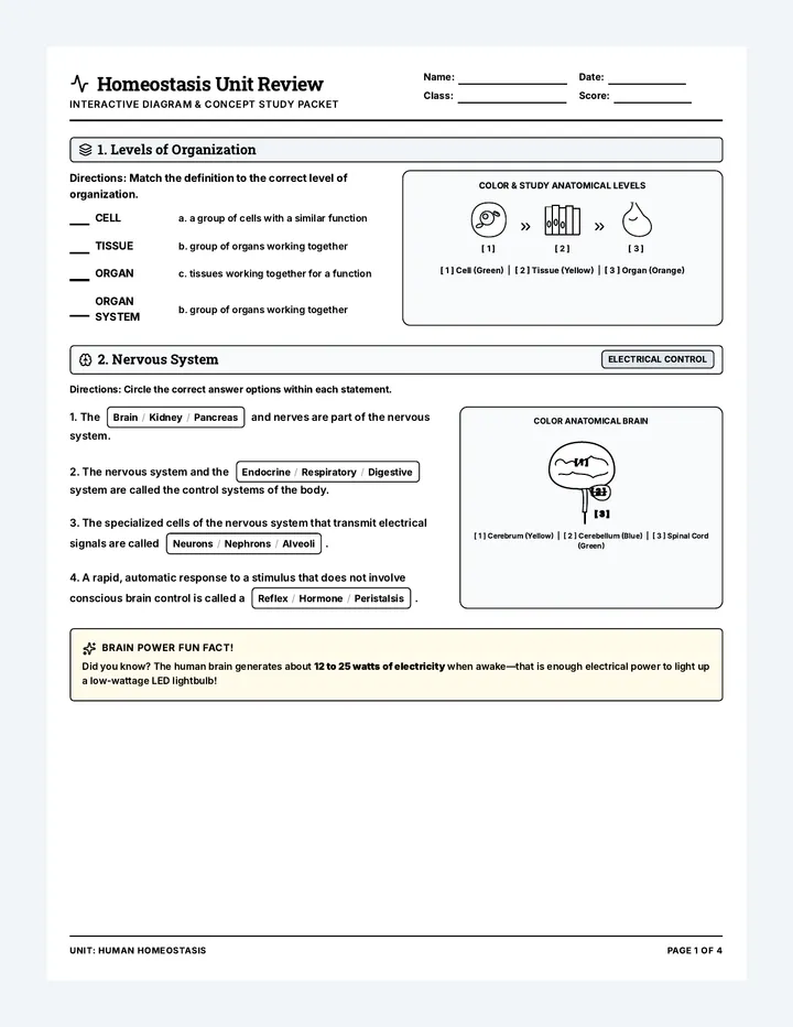 Homeostasis Unit Review Worksheet