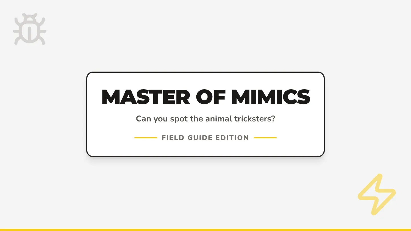 Master of Mimics Slides