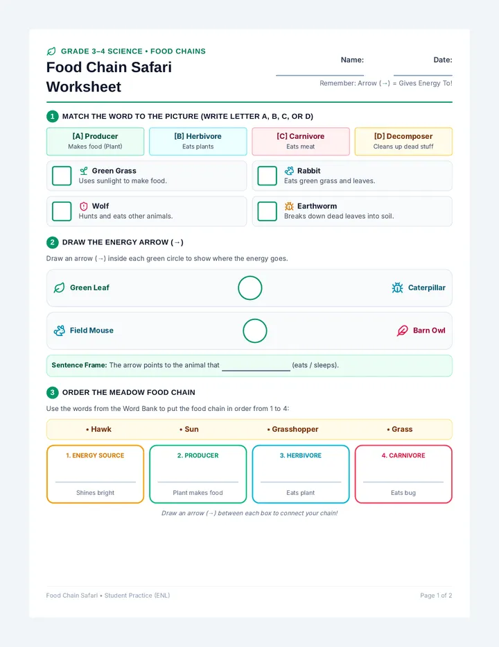 Food Chain Safari Worksheet