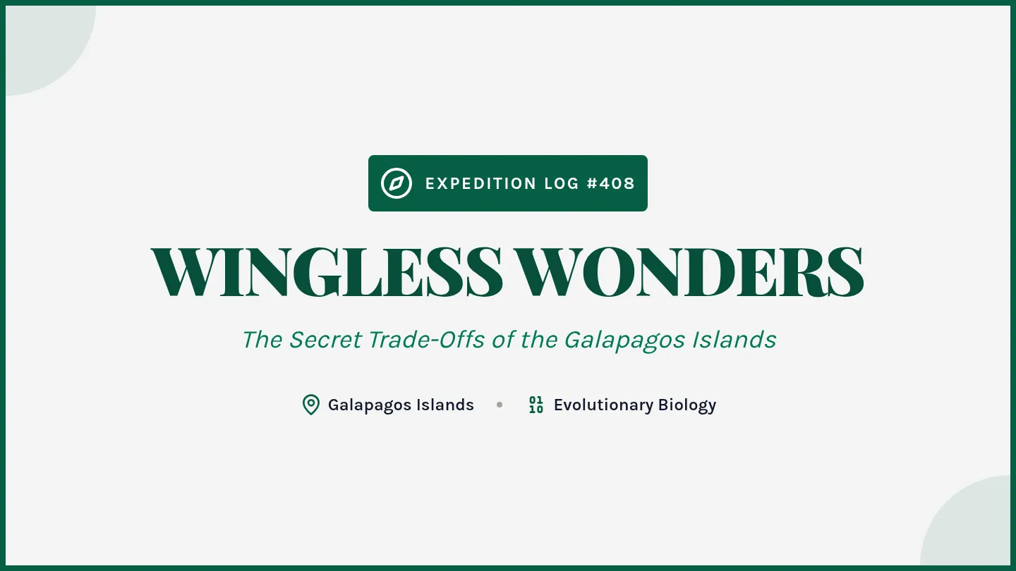 Wingless Wonders Slides