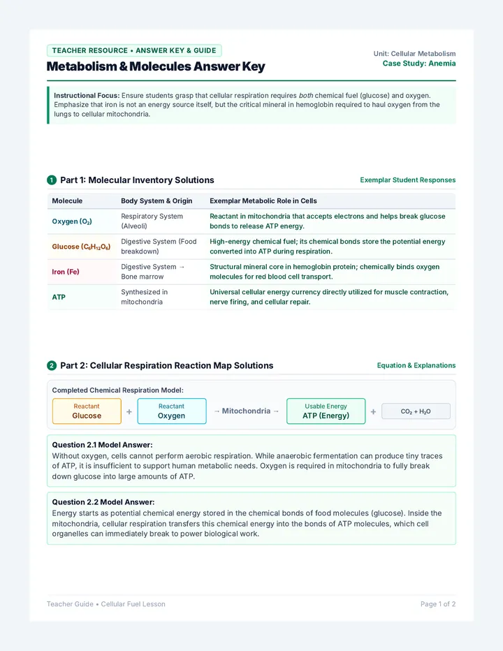 Metabolism Anemia Answer Key