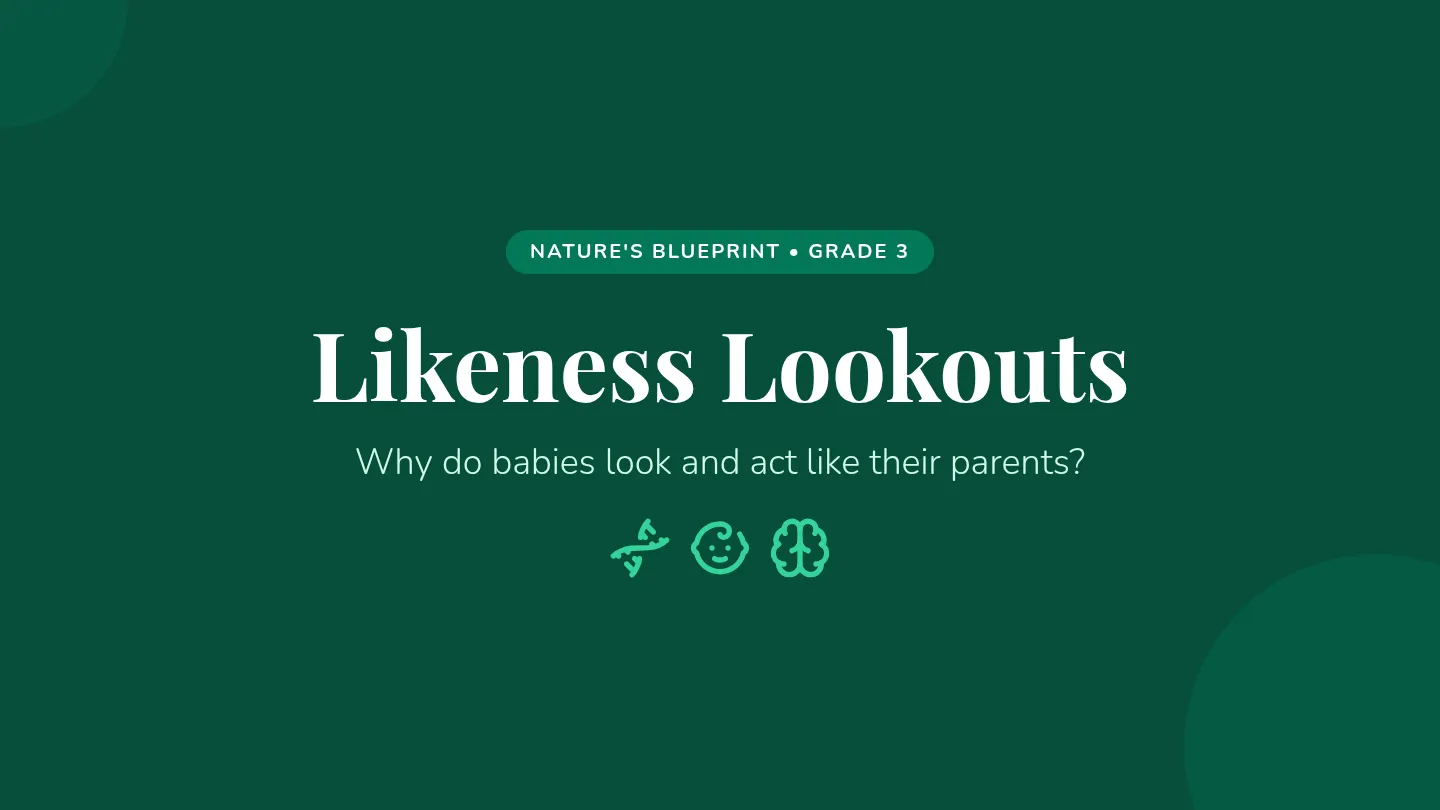 Likeness Lookouts Slides