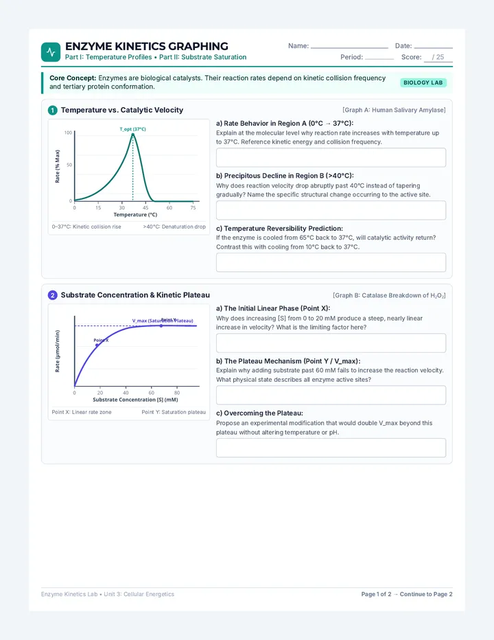 Enzyme Curves Worksheet
