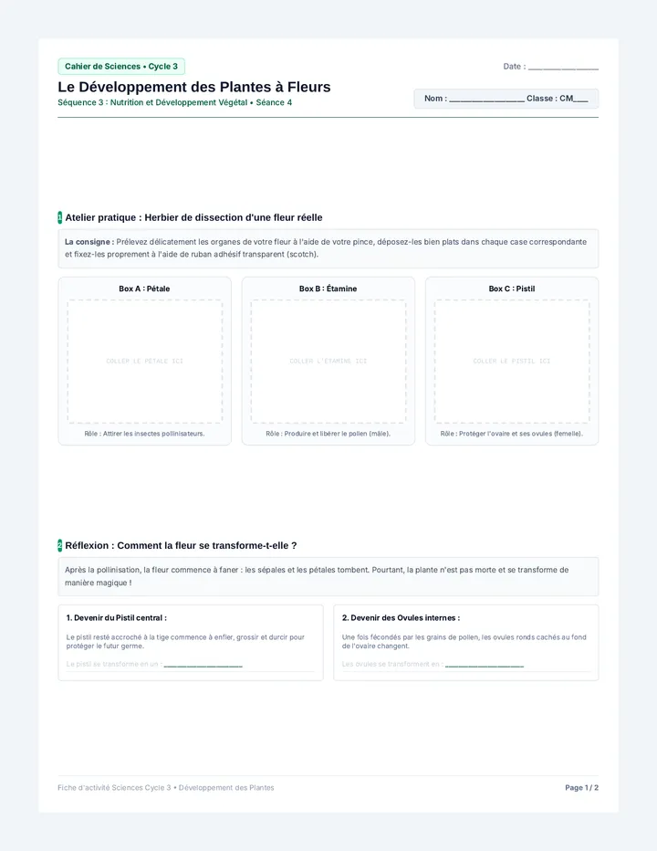 Développement Plantes Fiche Élève