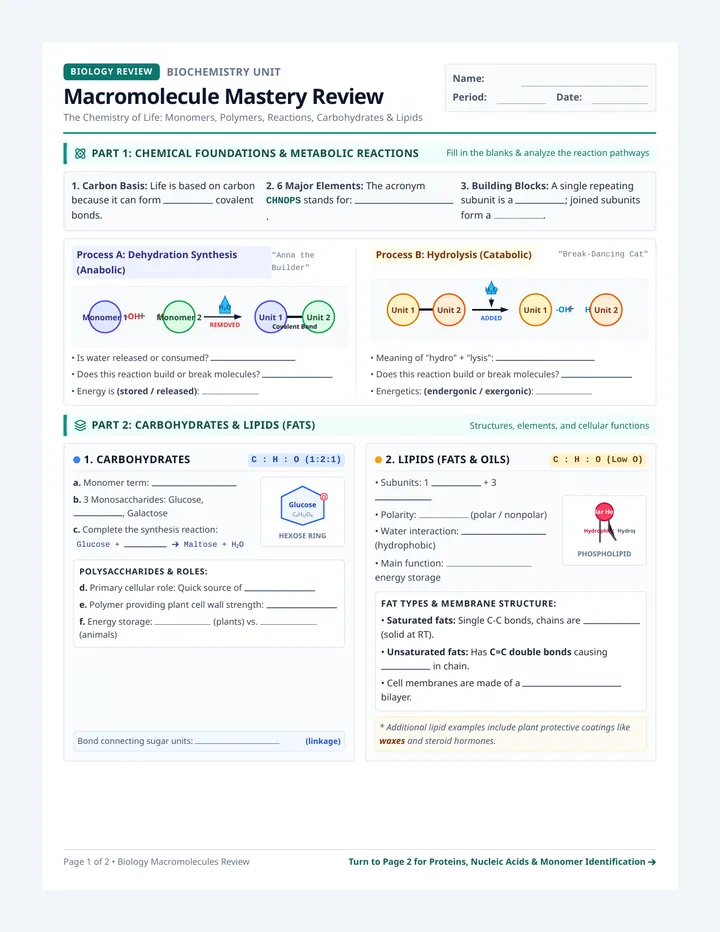 Macromolecule Mastery Review Packet