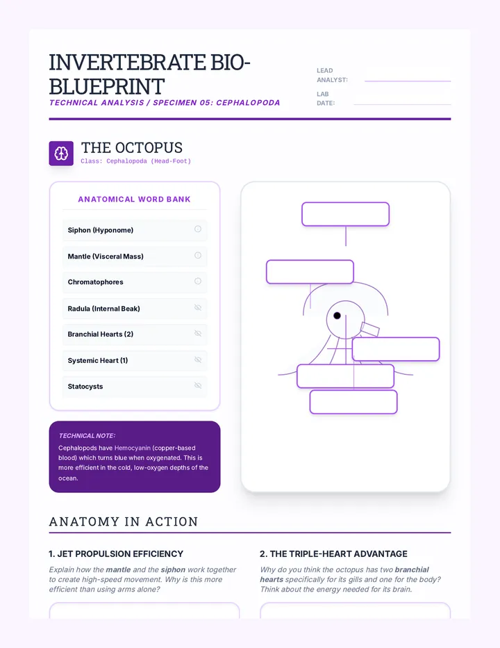 Invertebrate Anatomy Worksheet
