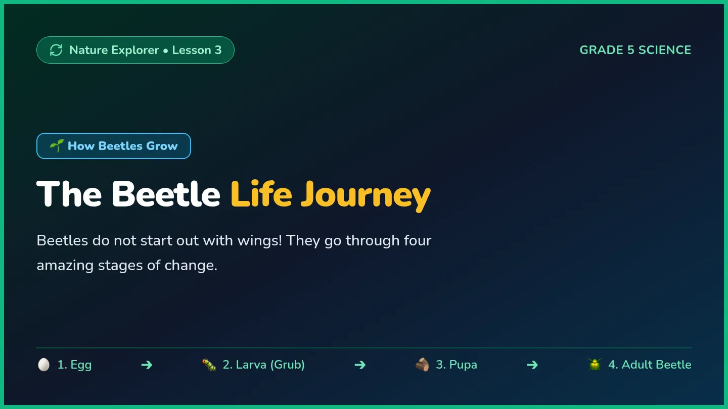 Beetle Life Slides