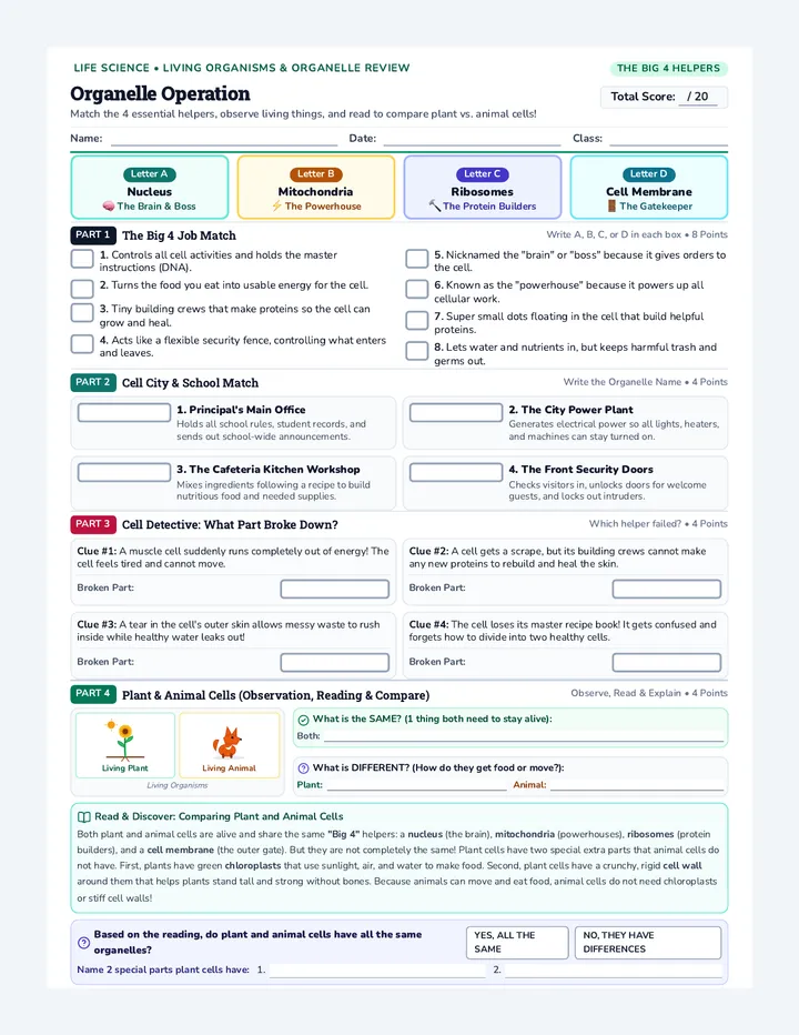 Organelle Operation Worksheet