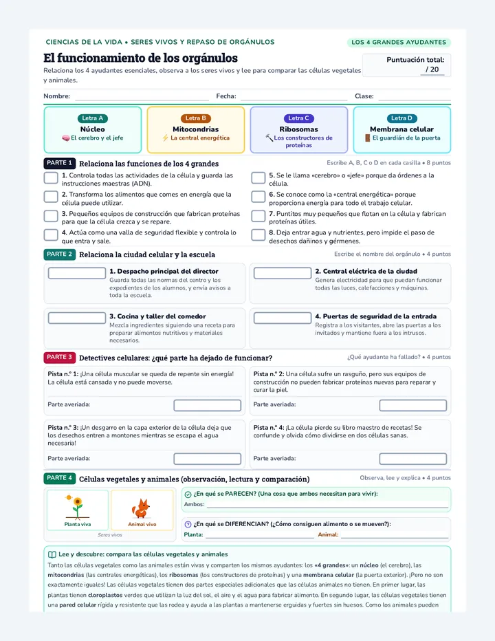 Organelle Operation Worksheet