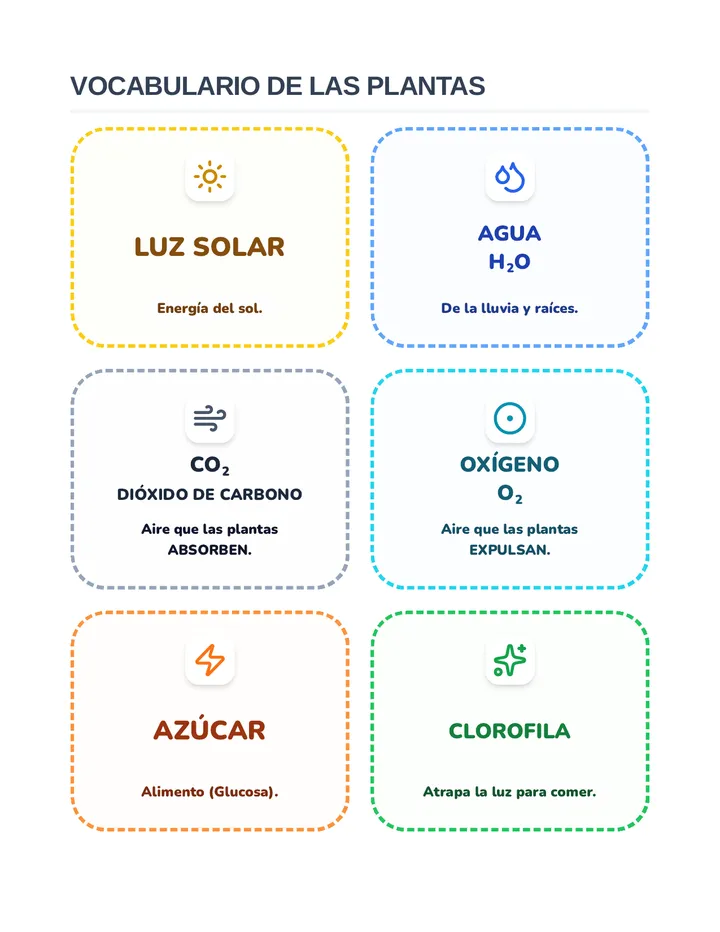 Photosynthesis Flashcards Visuals