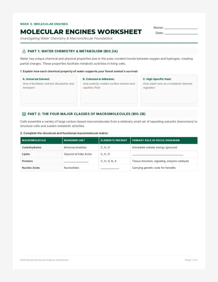 Molecular Engines Worksheet