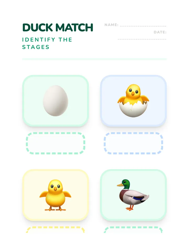 Duck Life Cycle Matching Task