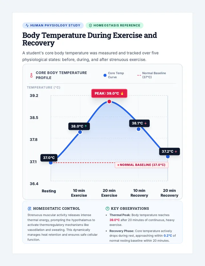 Physiology Temperature Profile Diagram