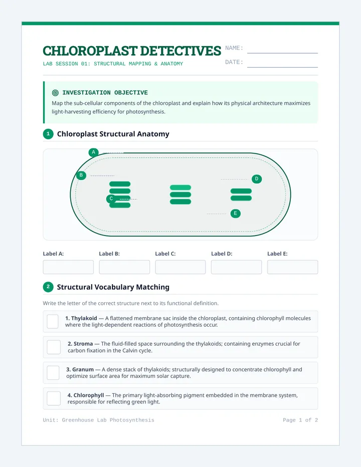 Chloroplast Chronicles Worksheet