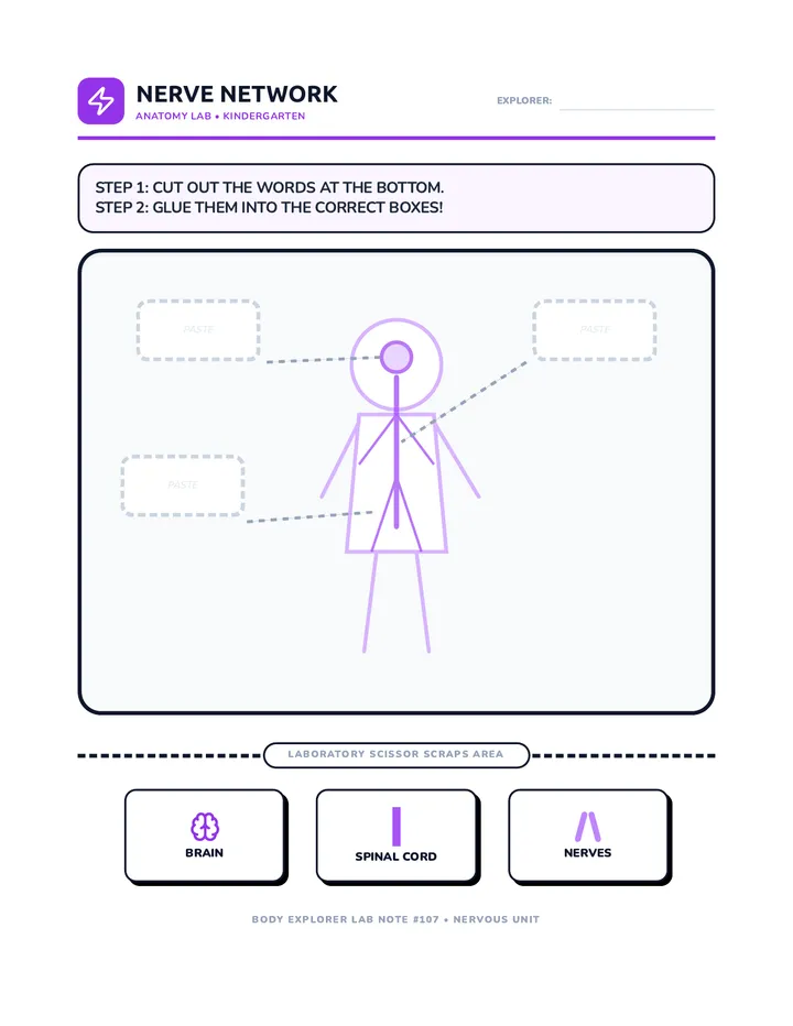 Nerve Network Scraps Worksheet