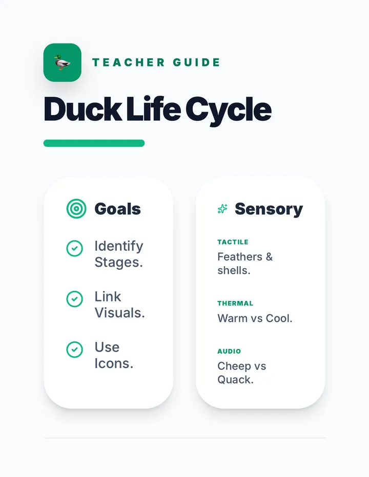 Duck Life Cycle Teacher Guide