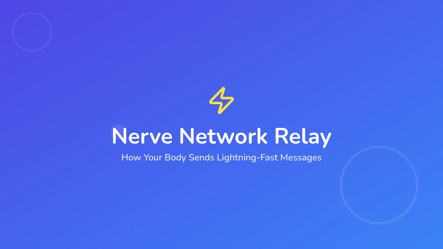 Nerve Network Slides