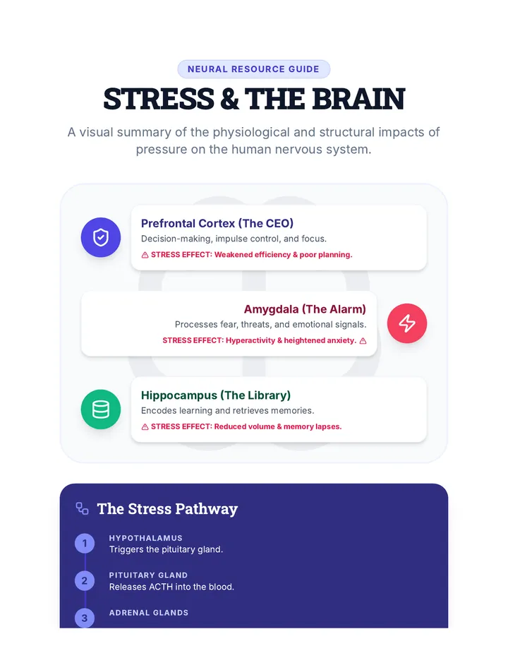 Stress and the Brain Infographic
