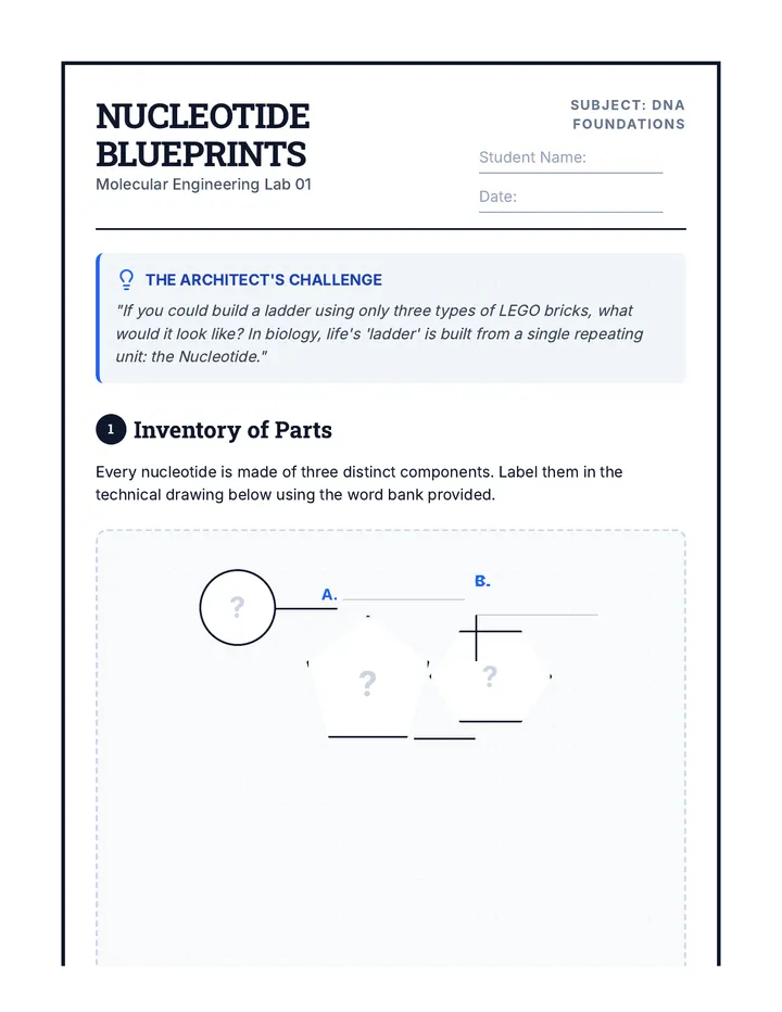 Nucleotide Blueprints Worksheet