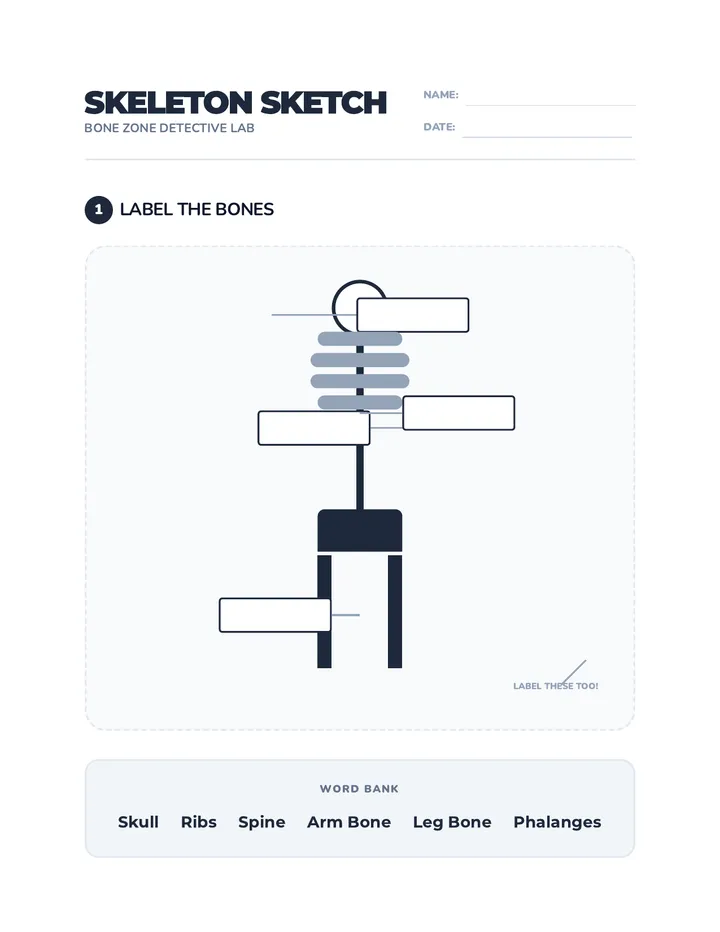 Skeleton Sketch Worksheet