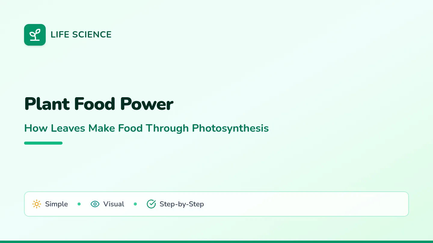 Plant Food Slides