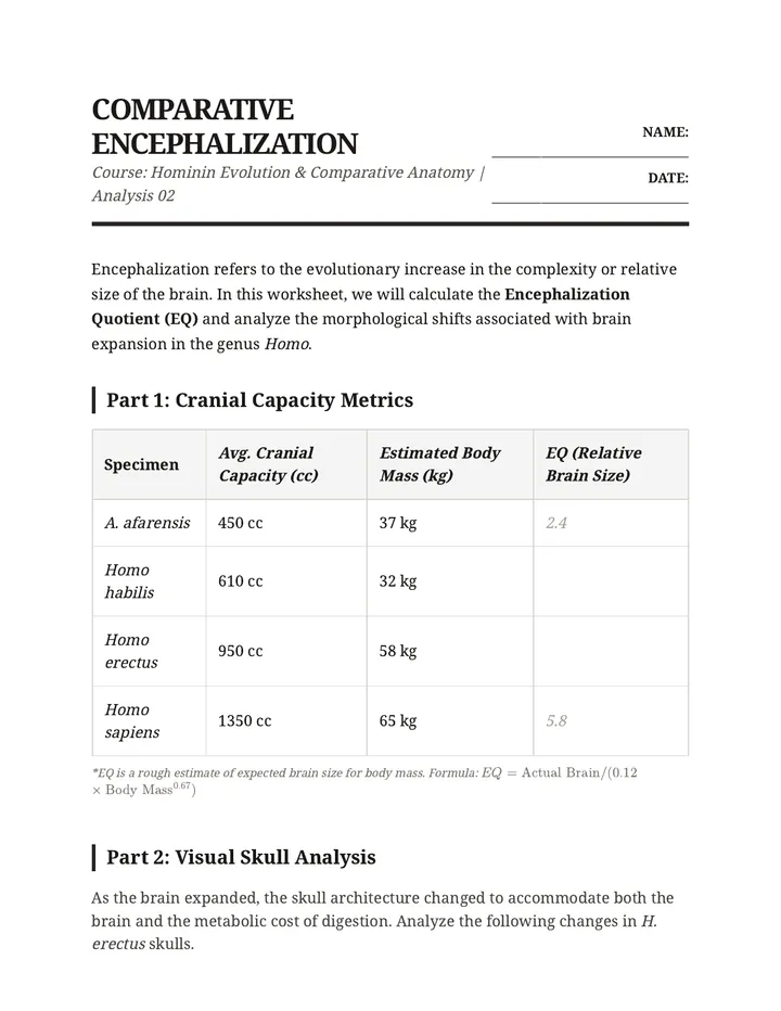 Comparative Encephalization Worksheet