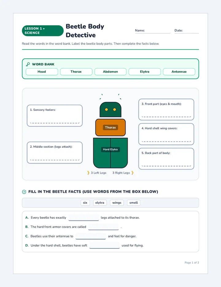 Beetle Body Worksheet