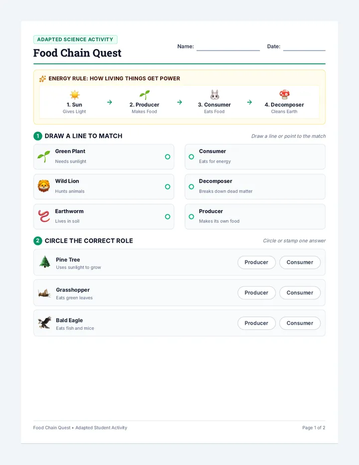 Food Chain Adapted Worksheet