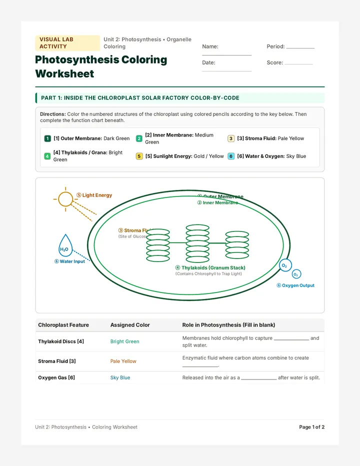 Photosynthesis Coloring Worksheet