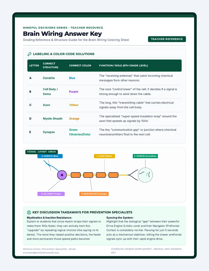 Brain Wiring Answer Key