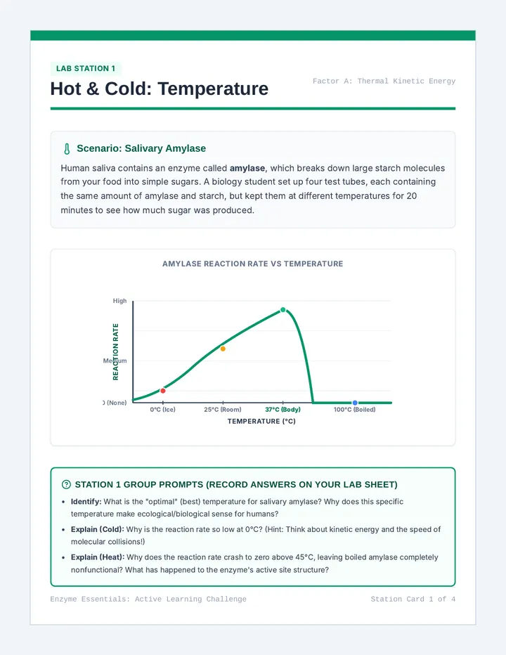 Enzyme Station Cards