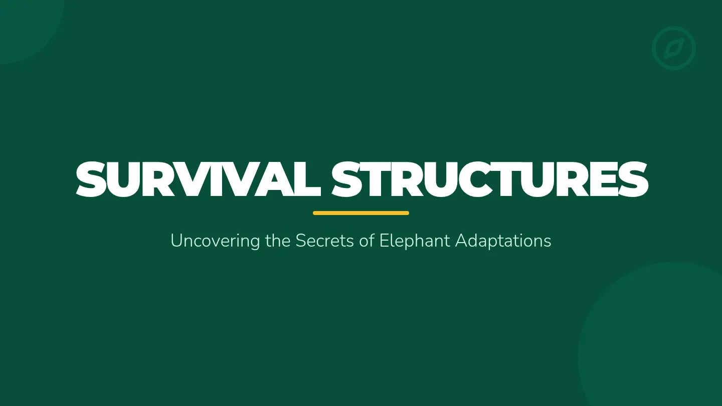Elephant Explorer Slides