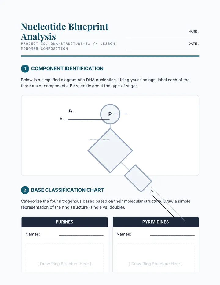 Nucleotide Construction Worksheet