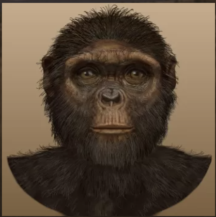 Ardipithecus ramidus complete facial reconstruction