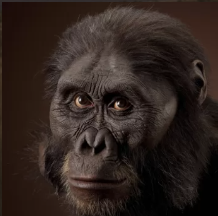 Australopithecus afarensis complete facial reconstruction