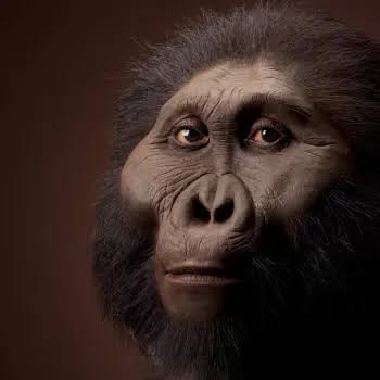 Paranthropus boisei complete facial reconstruction